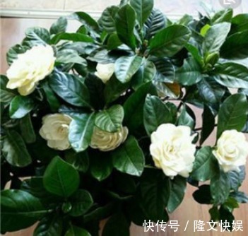 施肥|养花2年,只长叶不开花,你犯了“1个错误”,快改正,花苞冒出来