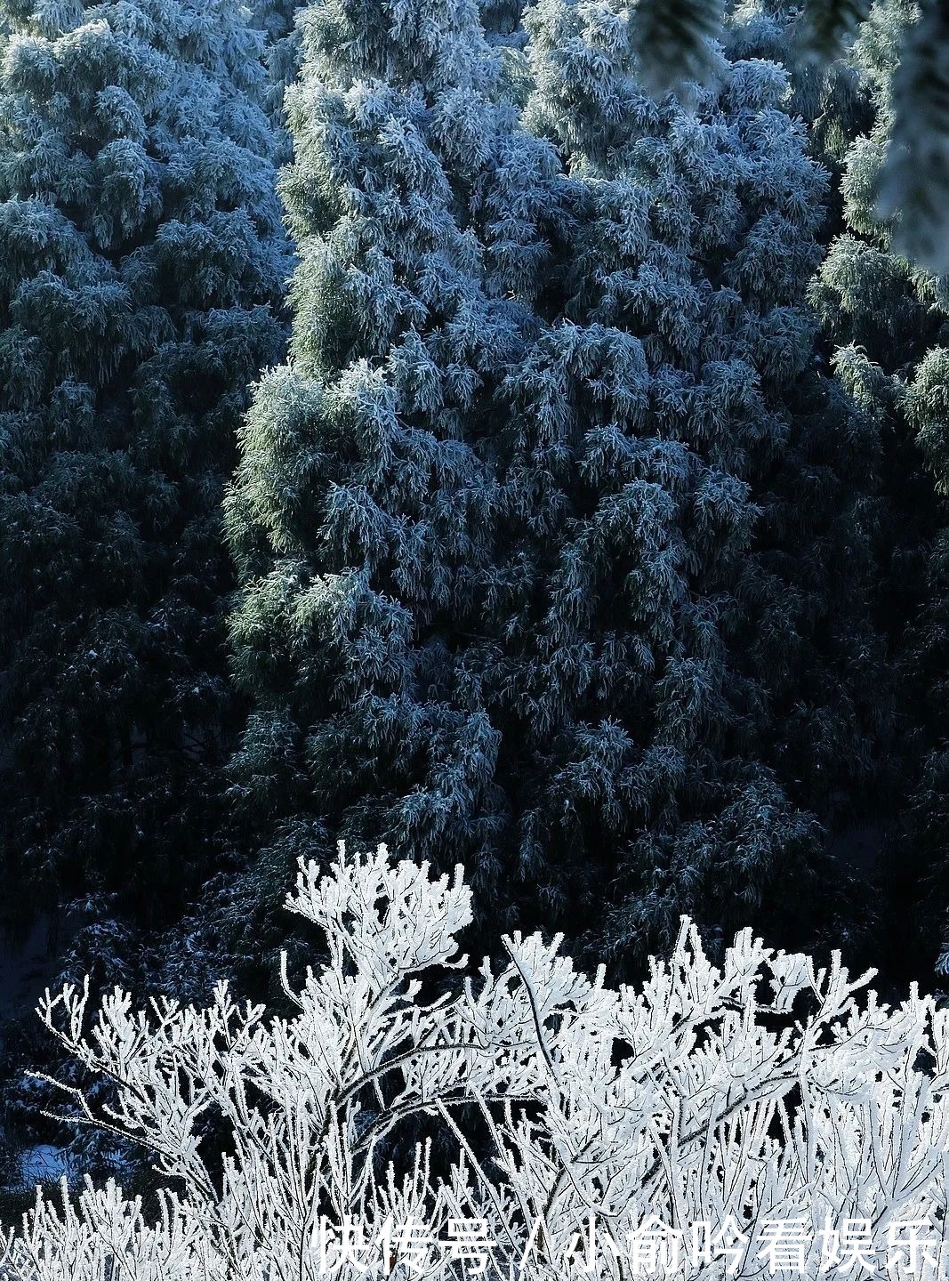 雪景|遂昌大美雪景图！让你一次看个够