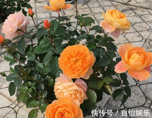 新手养花,不如养盆花中精品“太白积雪”,似皑皑白雪,无暇清奇