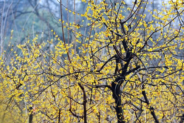  典雅|腊梅开花芬芳扑鼻、高洁典雅，冬日做好这4点，早日开花