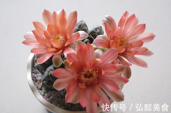 会开花的仙人球,扔进土里就能活,从小花开不断,花期长达半年