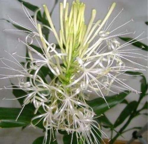 阳台|最受欢迎的4种花,不用费心管,就能旺盛生长,养盆放阳台美极了