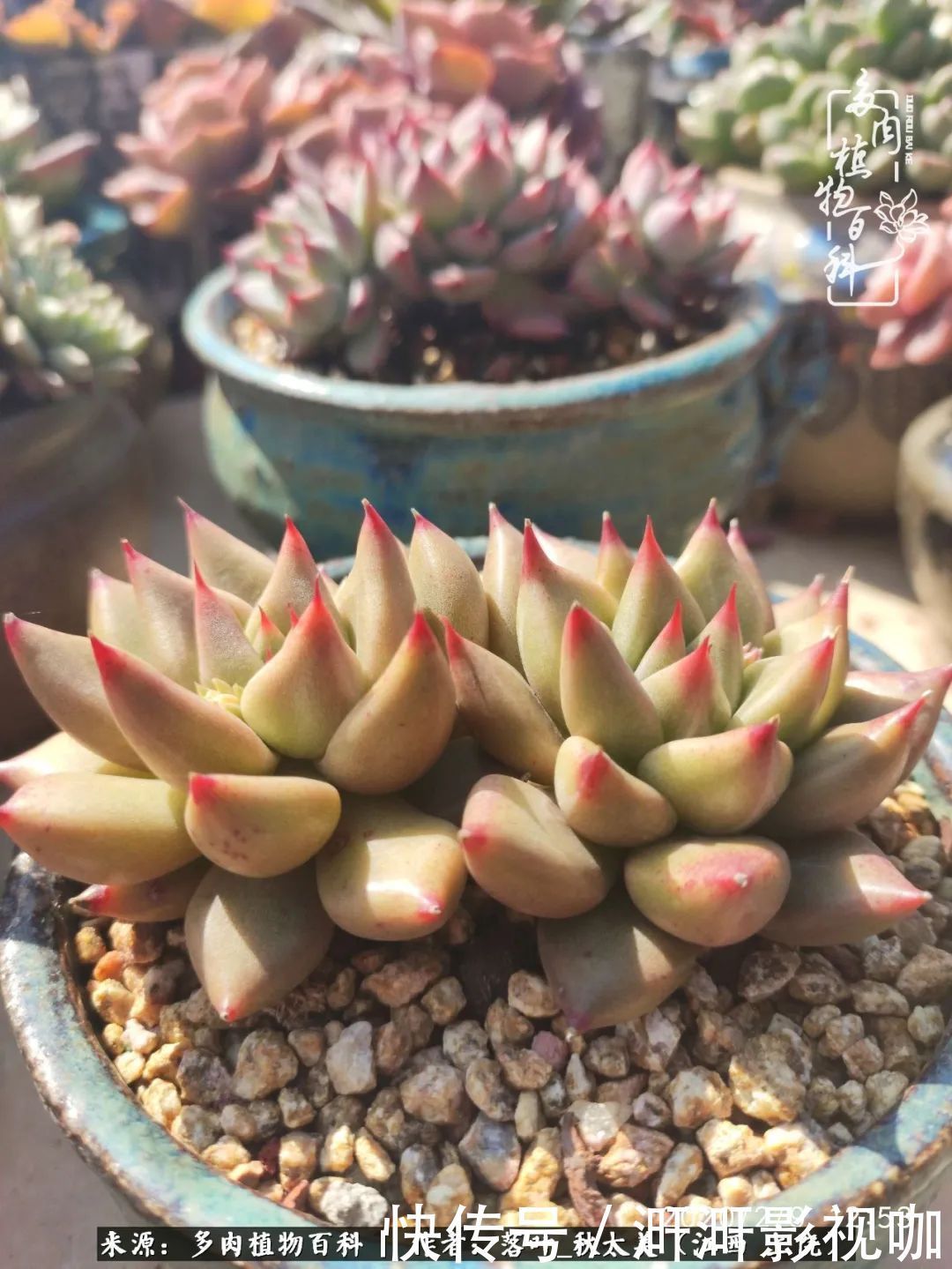 长势|为提升免疫力而养多肉植物,养肉后,体弱的我身体越来越好!