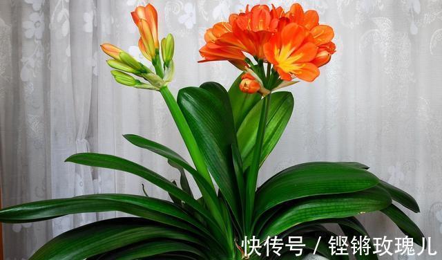 根部|不会养君子兰,记住5个技巧,盆盆长爆盆,棵棵开花艳