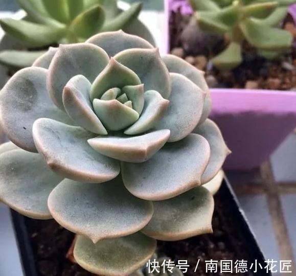 万万想不到此个，多肉竟然占，人气排行榜第一