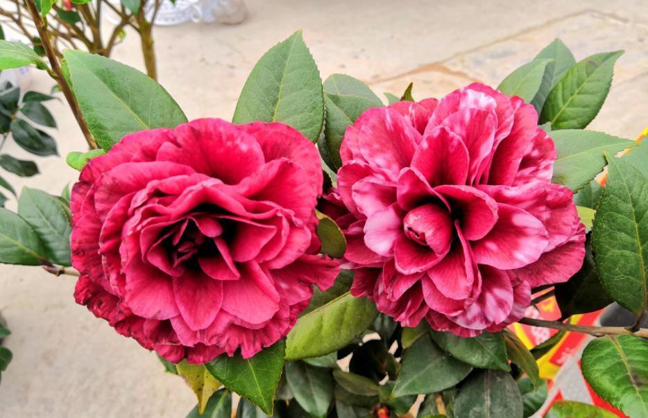 养花知识:天冷入手“地摊货”后,这么操作才不会一盆都留不住