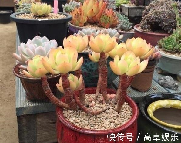 老桩|养多肉老桩，不想它茎叶长得乱糟糟就从这4方面着手提升颜值
