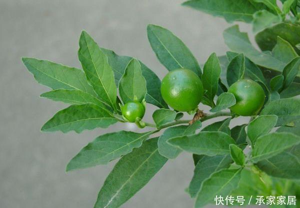 养护|4种花养在房间，能减少“病菌”，空气清新少生病还特别好养护