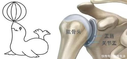 胳膊大臂疼抬不起来