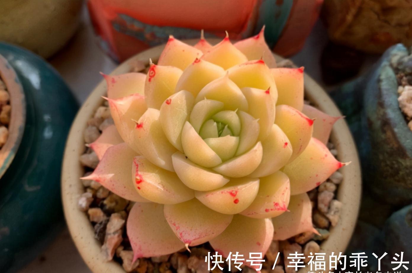 硅藻土|平常养多肉麦饭石、硅藻土、蛭石和赤玉土在使用上有什么区别?