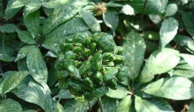 血管|三七,化瘀血最好的养生品,7用3不用,让你的血管永远畅通无阻