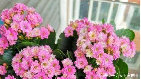 4种花养了就爆盆,好养易活开花漂亮,一养就上瘾