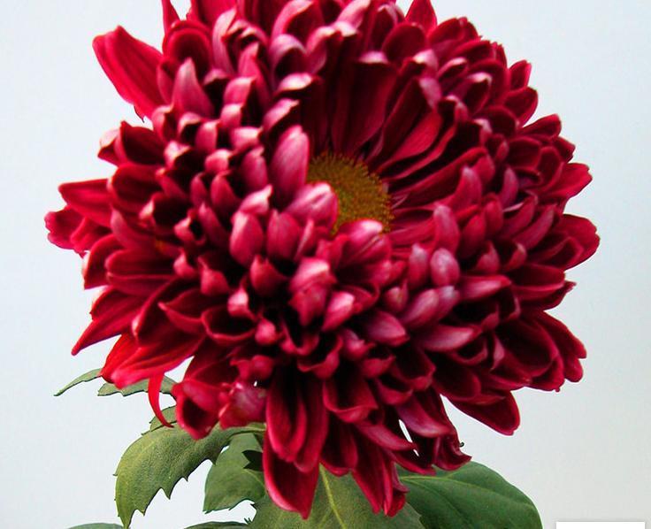 喜欢菊花,不如养盆“珍稀名菊”李逵醉酒,似高雅雁舞,妩媚妖娆