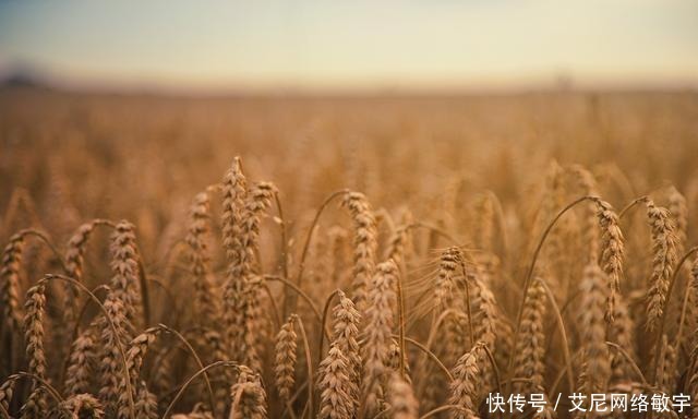 雏形|唐代杨炎财政思想：两税法制度与预算制度雏形