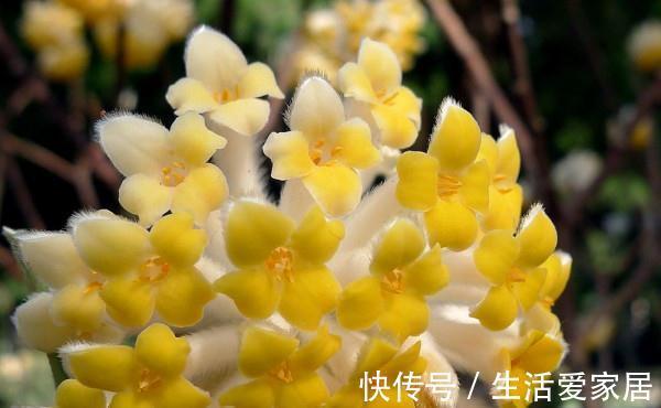 养花试试这几款，要上几根枝条，动手扦插，成活以后就飞长