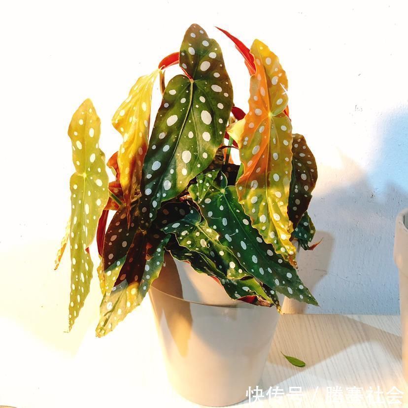 天南星科|超耐阴的5种绿植，特别小众，见过三种就是见多识广