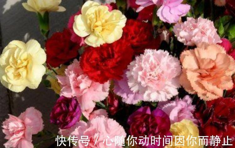 4种花现在养刚刚好,夏天开花很漂亮,阳台养几盆,变成花海