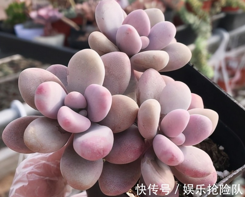 多肉|养多肉该如何预防和治疗黑腐病,逃离死亡结局?