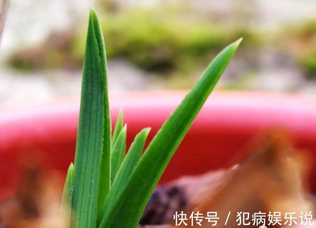 兰花|兰花僵苗怎么办？最怕这种错误判断，兰友：难怪一直不开花