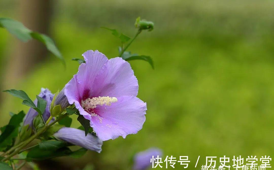 疥癣|一朵让人又惊又喜的木槿花！全身都是宝，10大功效，受益无穷！