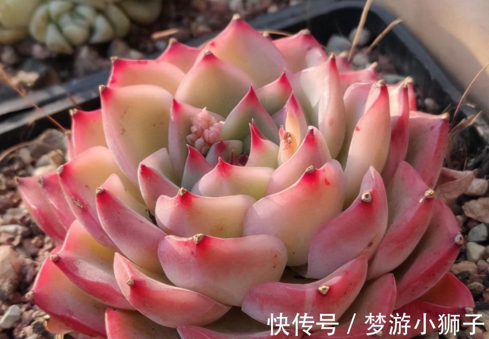 天气忽冷忽热,该怎么养殖多肉?露天还是室内盆栽好?