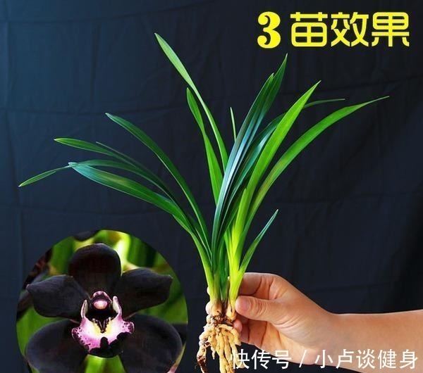 光照|最不像兰花的兰花,被誉为是兰花界的“黑魔法”,值得居家养护!