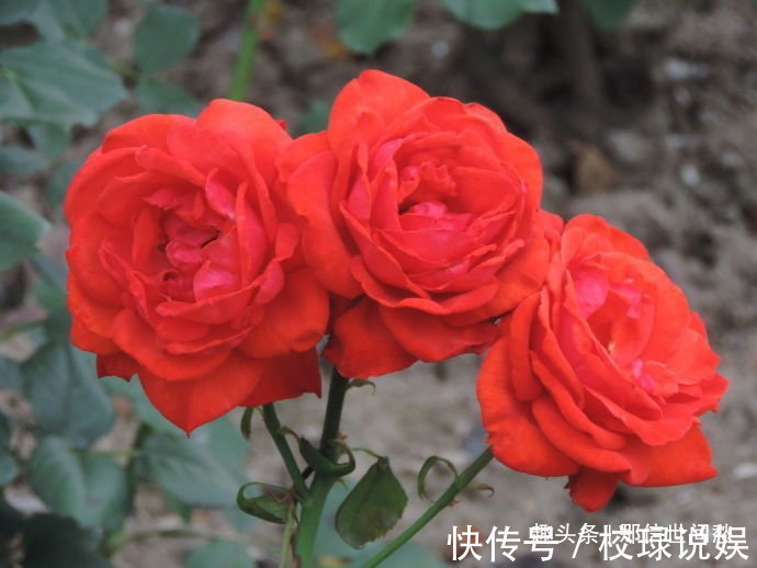 喜欢玫瑰,就试试“珍稀品种”香云,芳香四溢,花朵鲜艳,好美