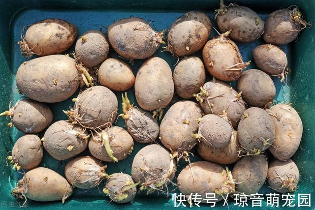 危害|家里有这5种变质东西，请抓紧丢掉，危害不亚于“酸汤子”，切记