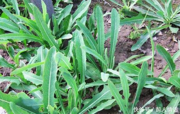  明目|农村一种野菜是“抗肿瘤之王”，清热解毒，凉血明目，你认识吗