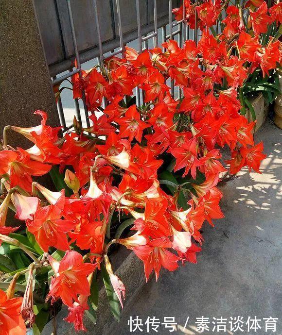 他养朱顶红,“爆崽”有方法,1个种球变10个,多的全送人