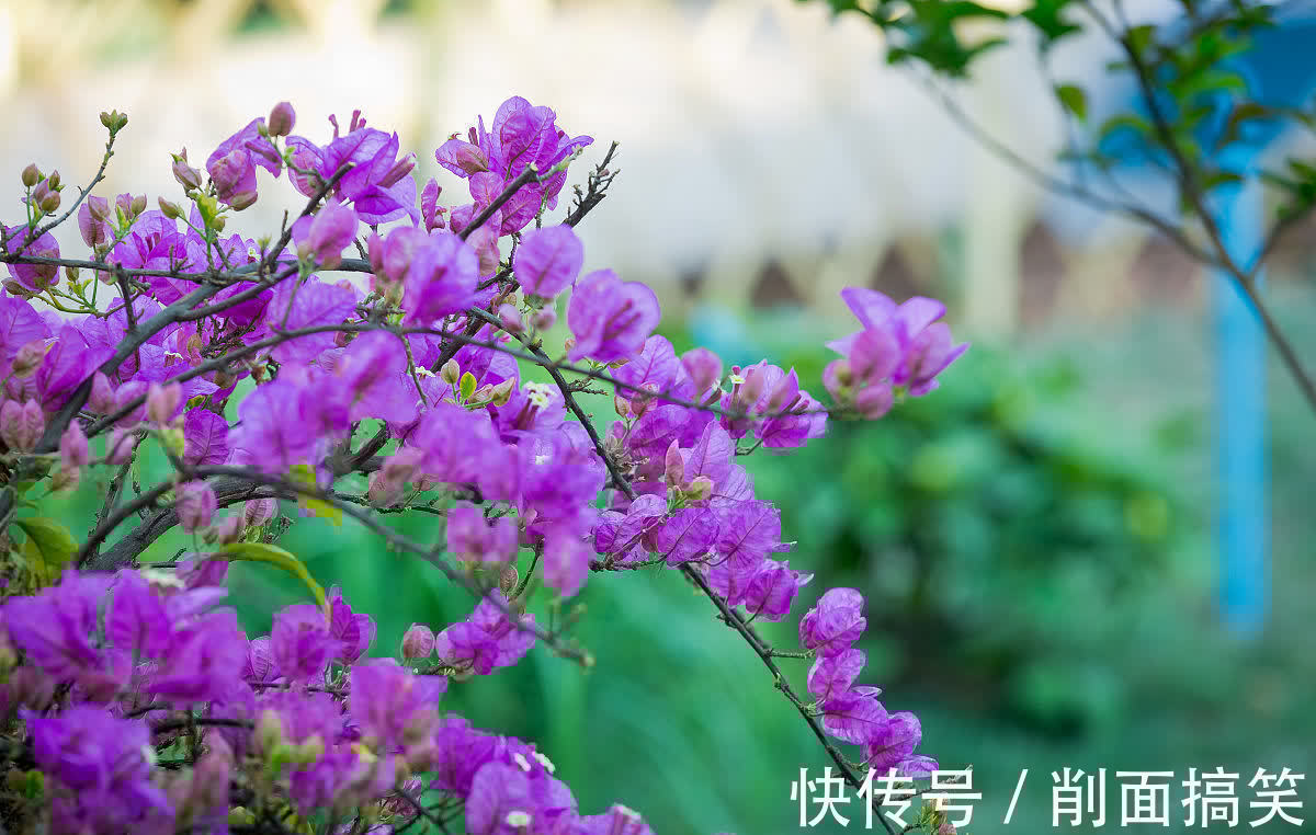 初秋三角梅还不开花，做好这四点，开成大花球也不难