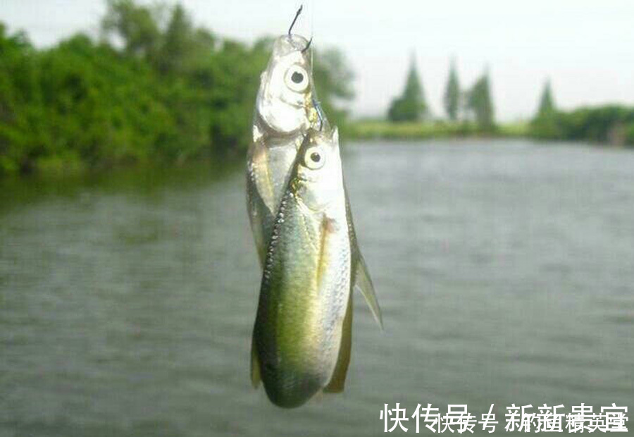 钓鱼|野钓白条的几种方法,上鱼速度一绝,一天钓十几斤是家常便饭