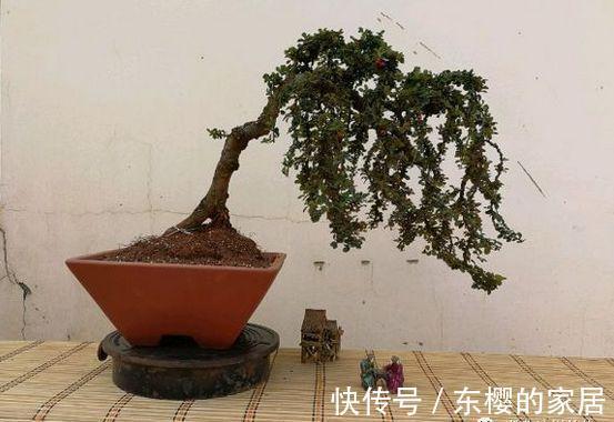 邻居捡到野货树桩，种盆里价值不菲，羡慕啊!