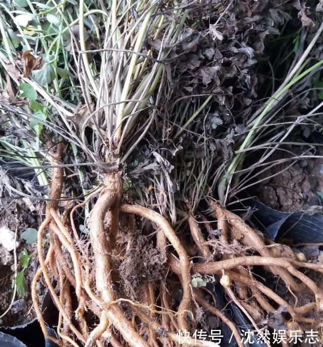 植物|山上的“野草”，晒干后1斤价值“80元”，却少有人摘，植株珍贵