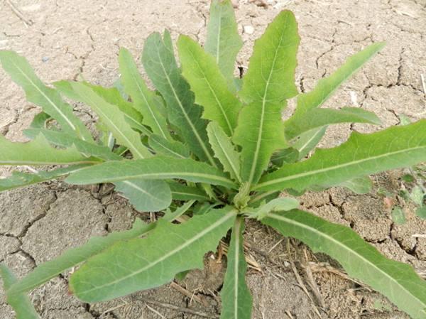  东西|农村遍地无人吃的野菜，殊不知是医生都抢着吃的东西