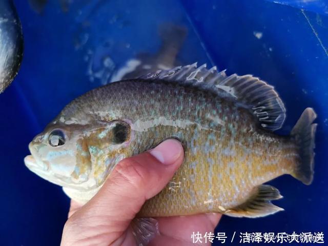 入侵失败的5个物种,我钓过4个,第一名现在钓不到了