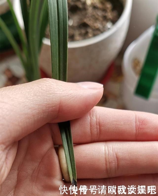兰花|兰花焦尖，有3原因！这样养护，兰花叶片绿油油，呼呼长得旺！