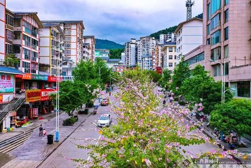 广西龙胜：民族山城，紫荆花开