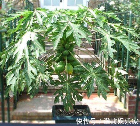 浇水|在家也能种“木瓜”，简单好养结果多，果子挂满树，又大又甜，值