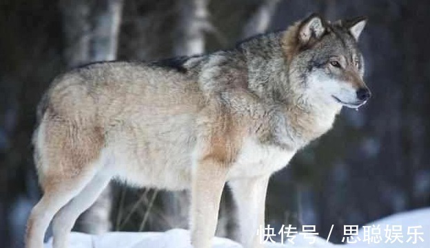婴儿|母狼送给猎户个婴儿,猎户好心抚养20年,婴儿长大后发大财