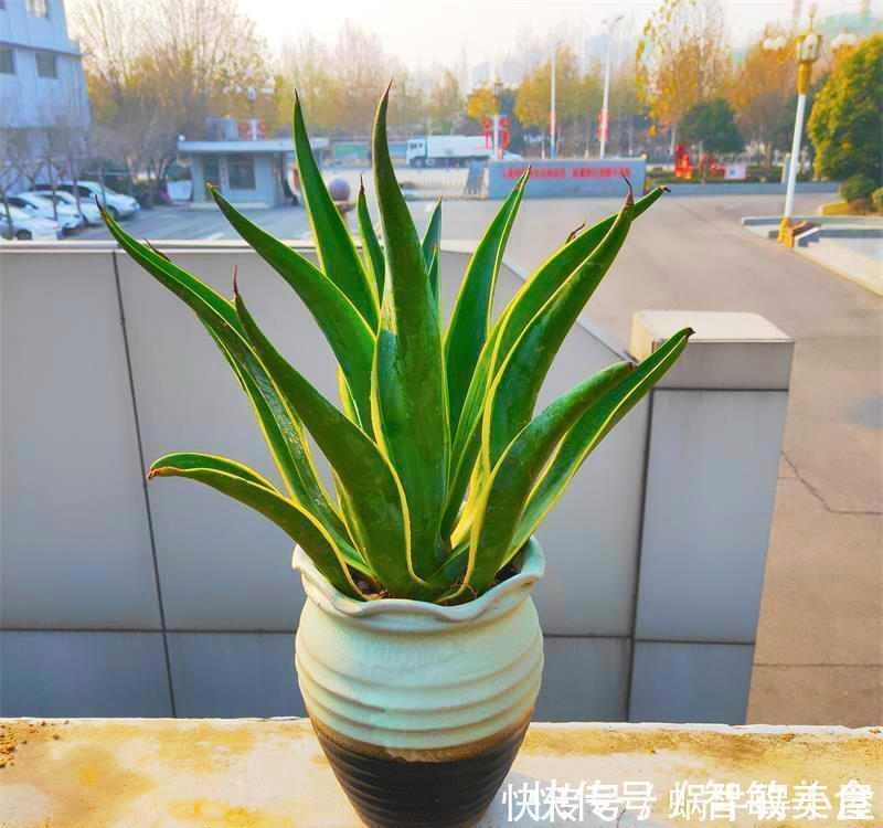 客厅里养这6种植物,好养活、好打理、寿命很长、寓意还特别好