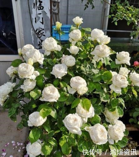 盘点10款经典的月季花,皮实好养颜值高,总有一款适合你