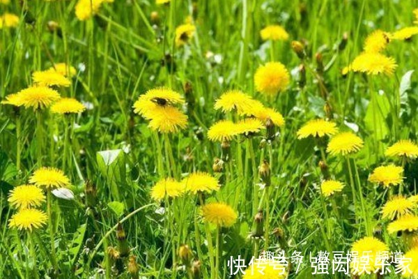 痤疮|农村不起眼的蒲公英,浑身都是宝,清热解毒功效多,现在吃正当季