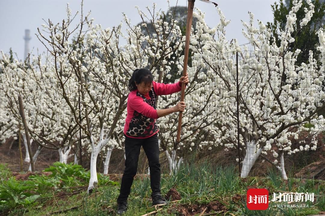 组图｜春田赏花，千年荣州等你！