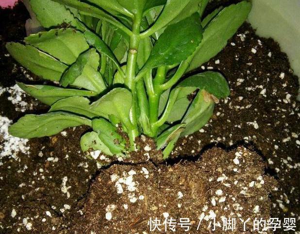 浇水|养长寿花3年,总结出了5个要点,花开不败,满满一大盆,太好看了