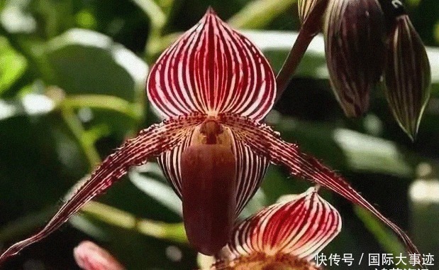 世界上“身价”最贵的5种花,市值1500万的“鬼兰”,看你见过几种?