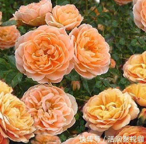 金缕玉衣|喜欢菊花,那就养“精品玫瑰”亚伯拉罕,似金缕玉衣,雍容华贵