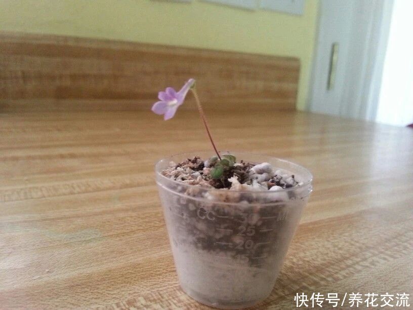  植物|耐阴室内开花植物“大家族”，低光照可开花，植株小巧，适合新手