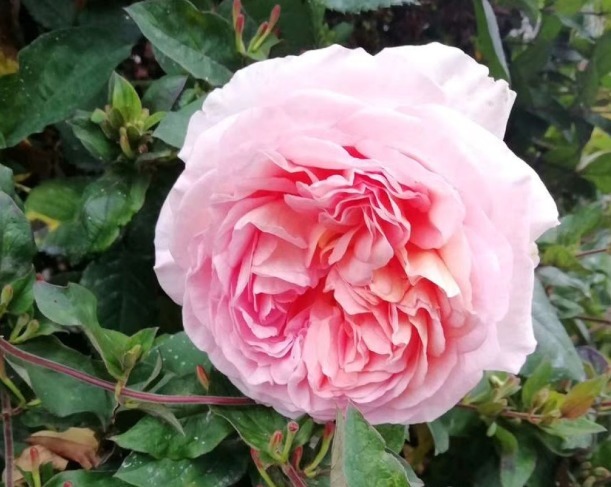 盘点最受欢迎的24种月季花，长得快、开花多，养了会上瘾！