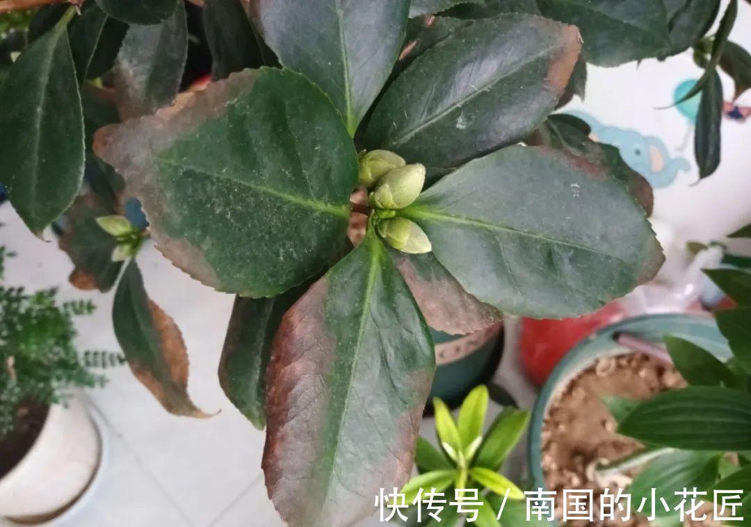 叶片|夏天怕晒的花，赶紧搬到阴凉地儿，再晒成枯杆了